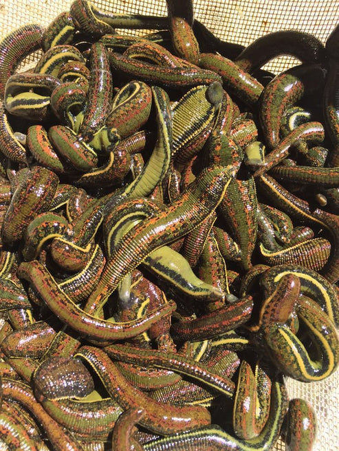 Wholesale leeches