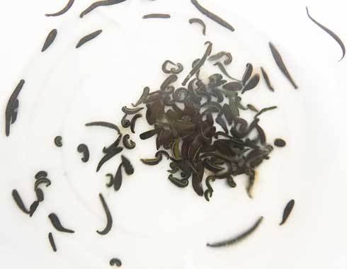 175 Hirudotheray Leeches