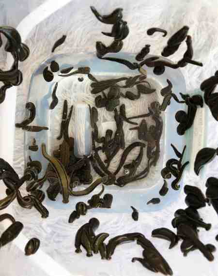 115 Leeches for Leech Therapy