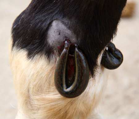 2 Leeches for Veterinary Hirudotherapy