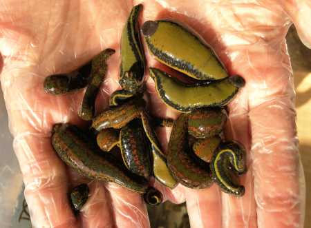 11 Leeches for Hirudotherapy