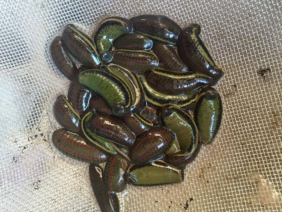 Wholesale leeches