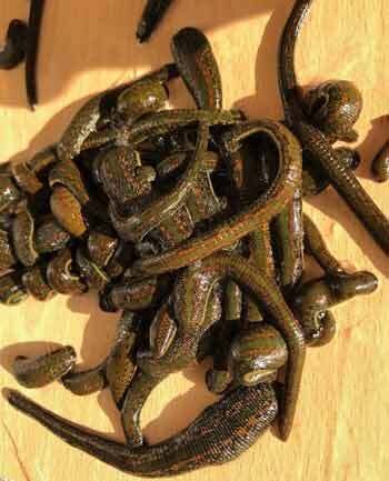 Wholesale leeches