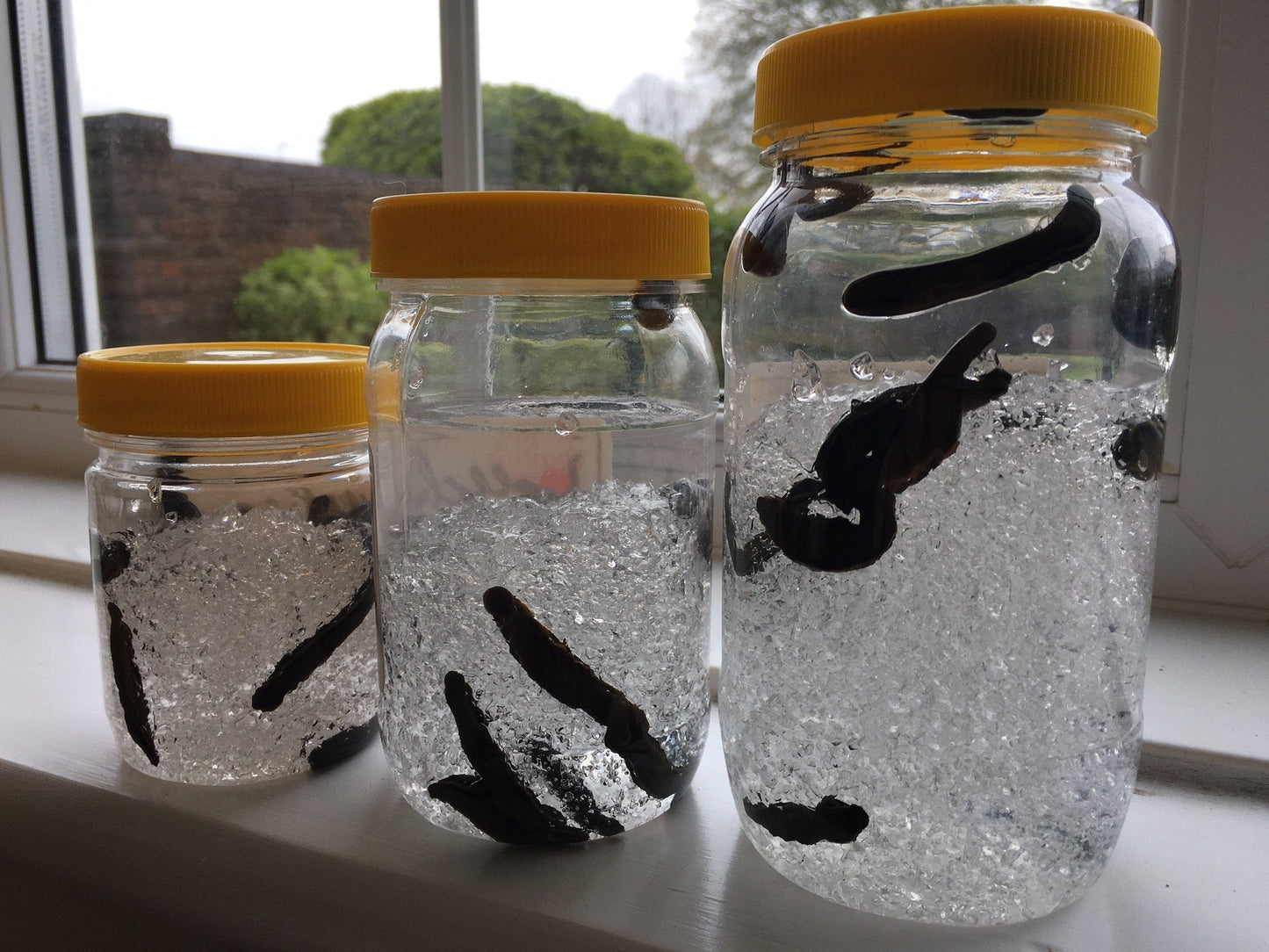 14 Large Hirudo Verbana Leeches