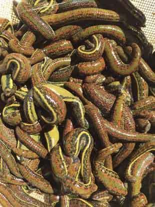 Leech Farm Starter Pack 63