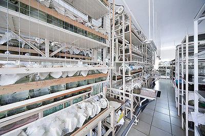 Order 13 Leeches in Great Britain