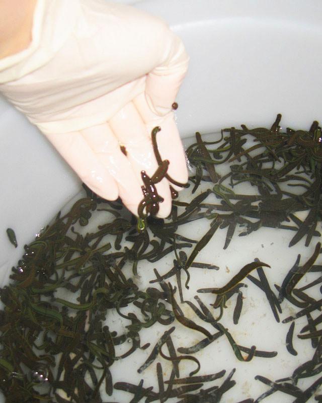 Consegne periodiche di Sanguisughe (Iscrizione Pay Pal)