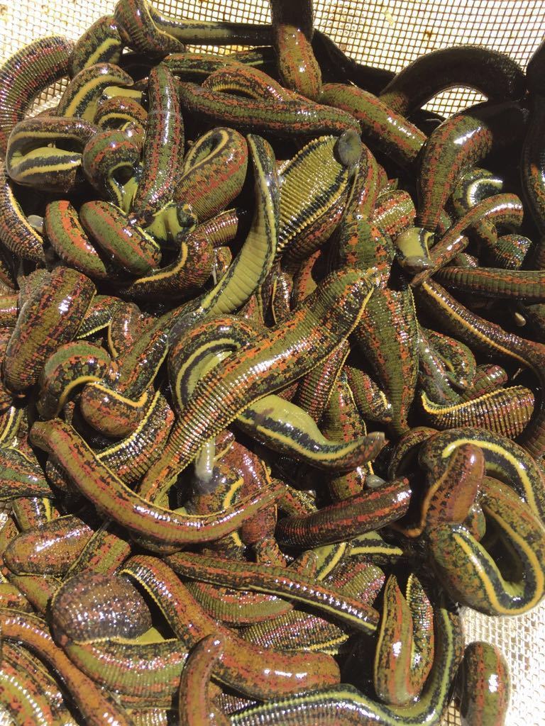 Buy 300 Leeches in Australia