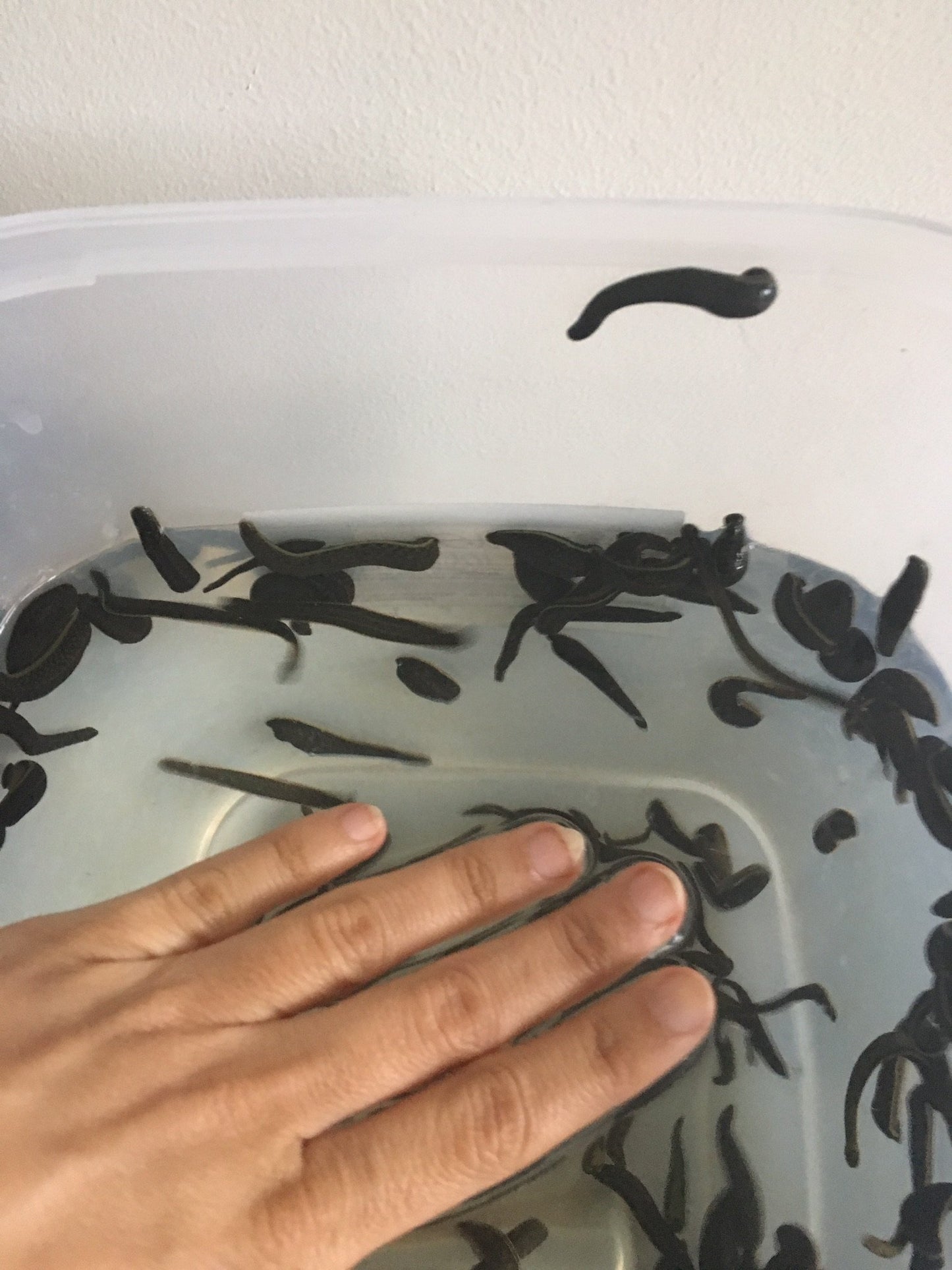 60 Mixed Size Medicinal Leeches