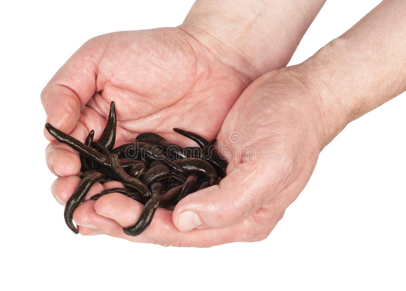 20 Hirudo Medicinalis Mixed Leeches