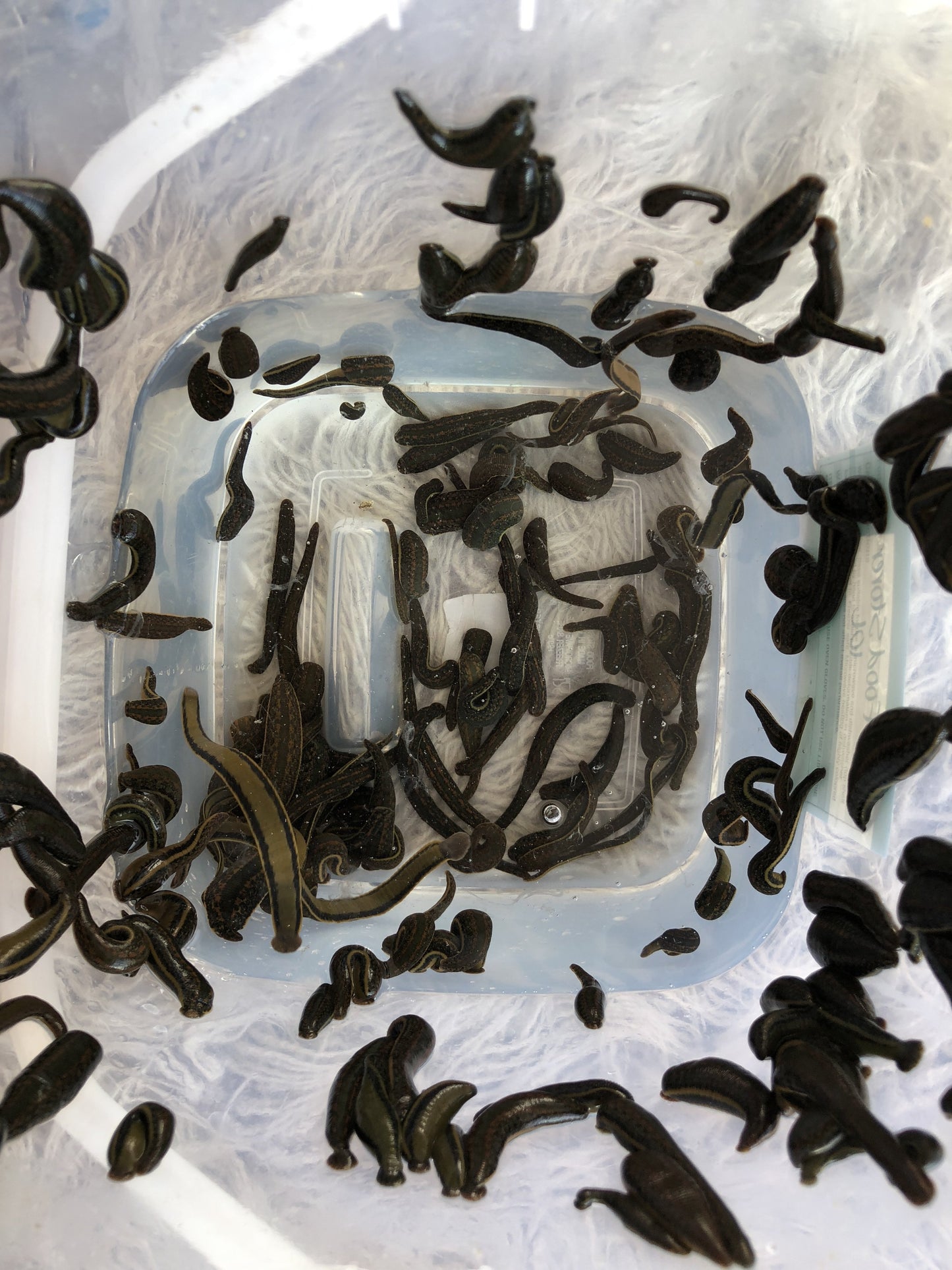 82 Medicinal Leeches - Medium Size