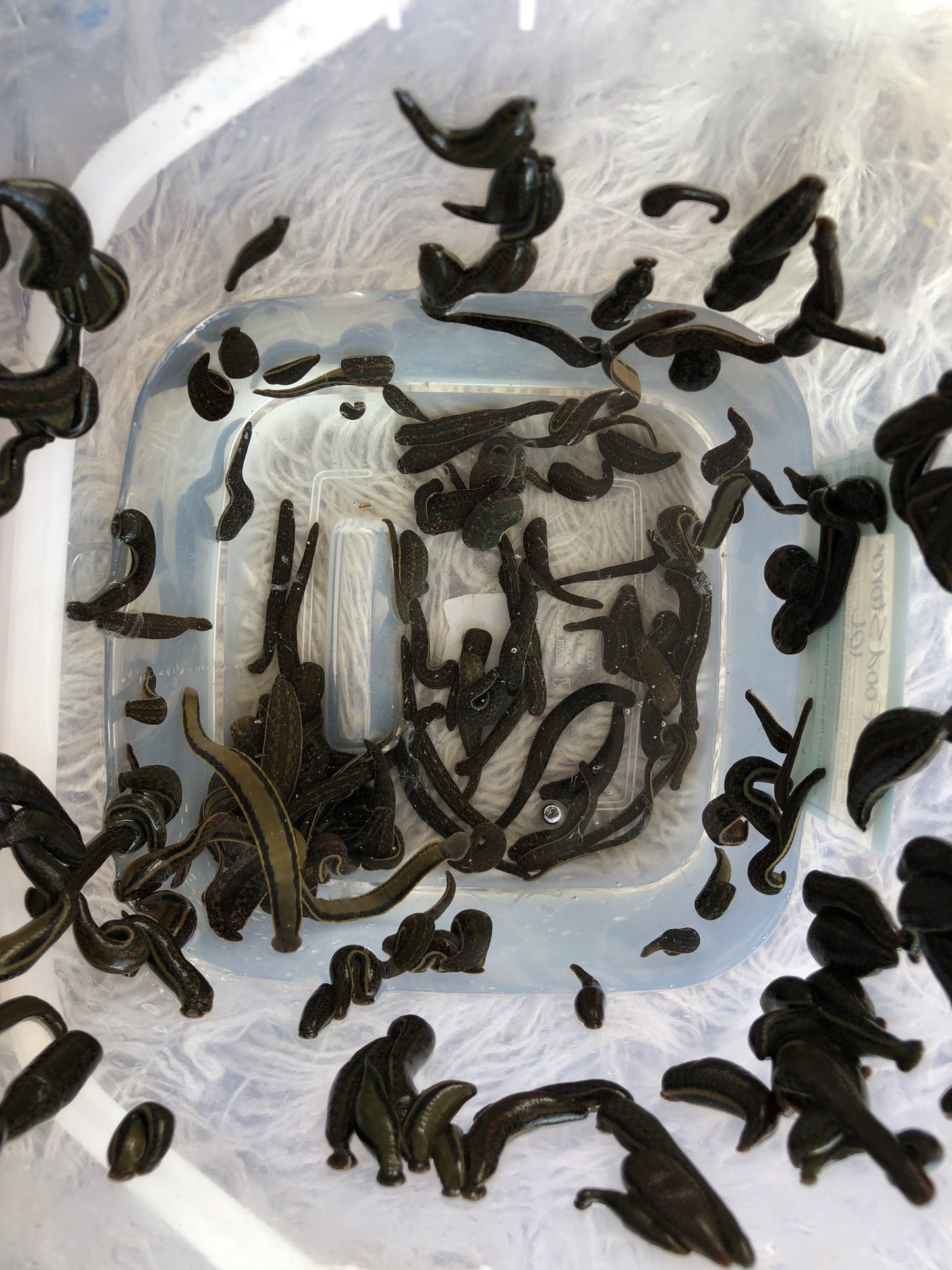 82 Medicinal Leeches Hirudo Medicinalis