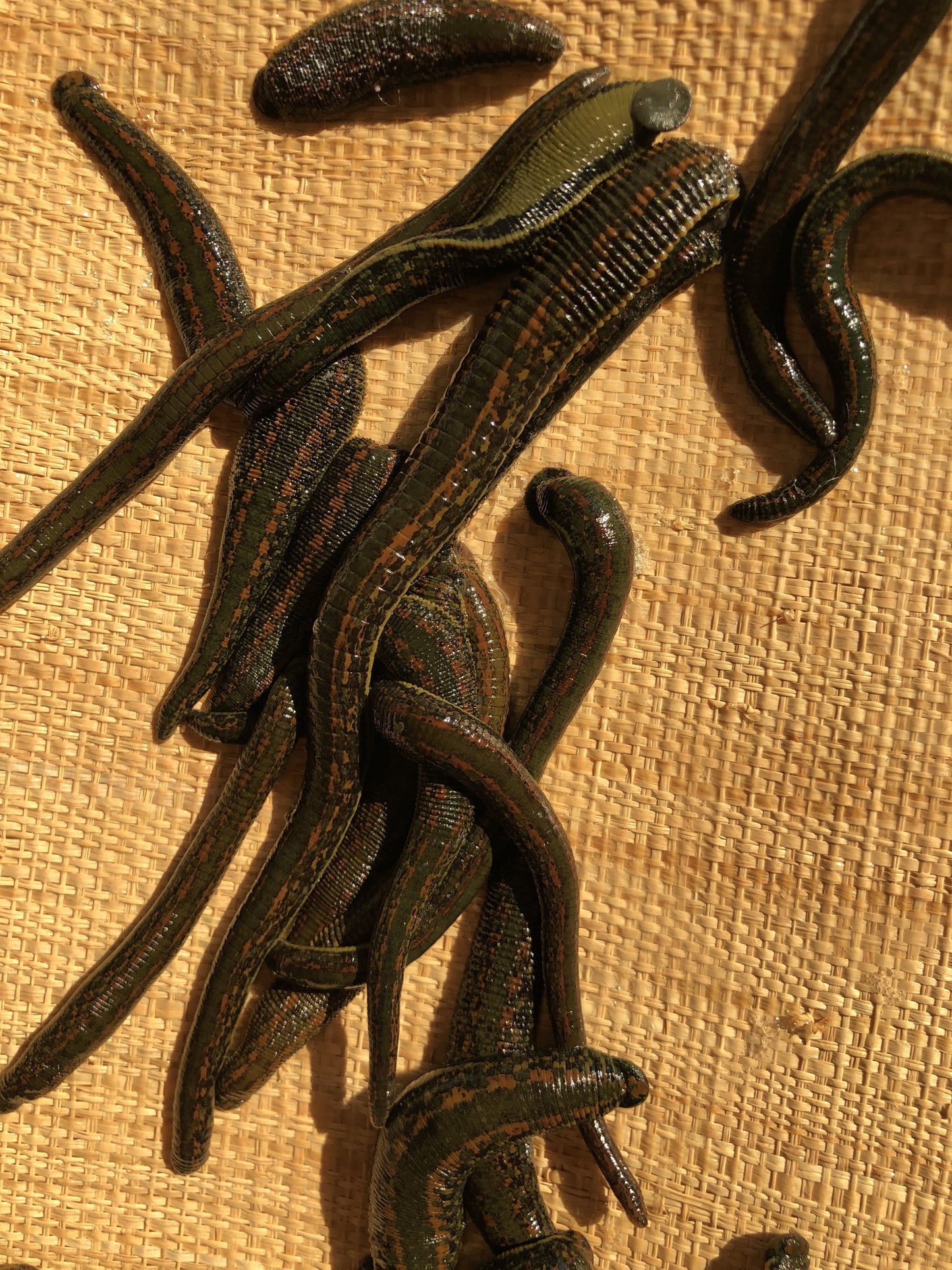 Hirudo Orientalis Leeches 15