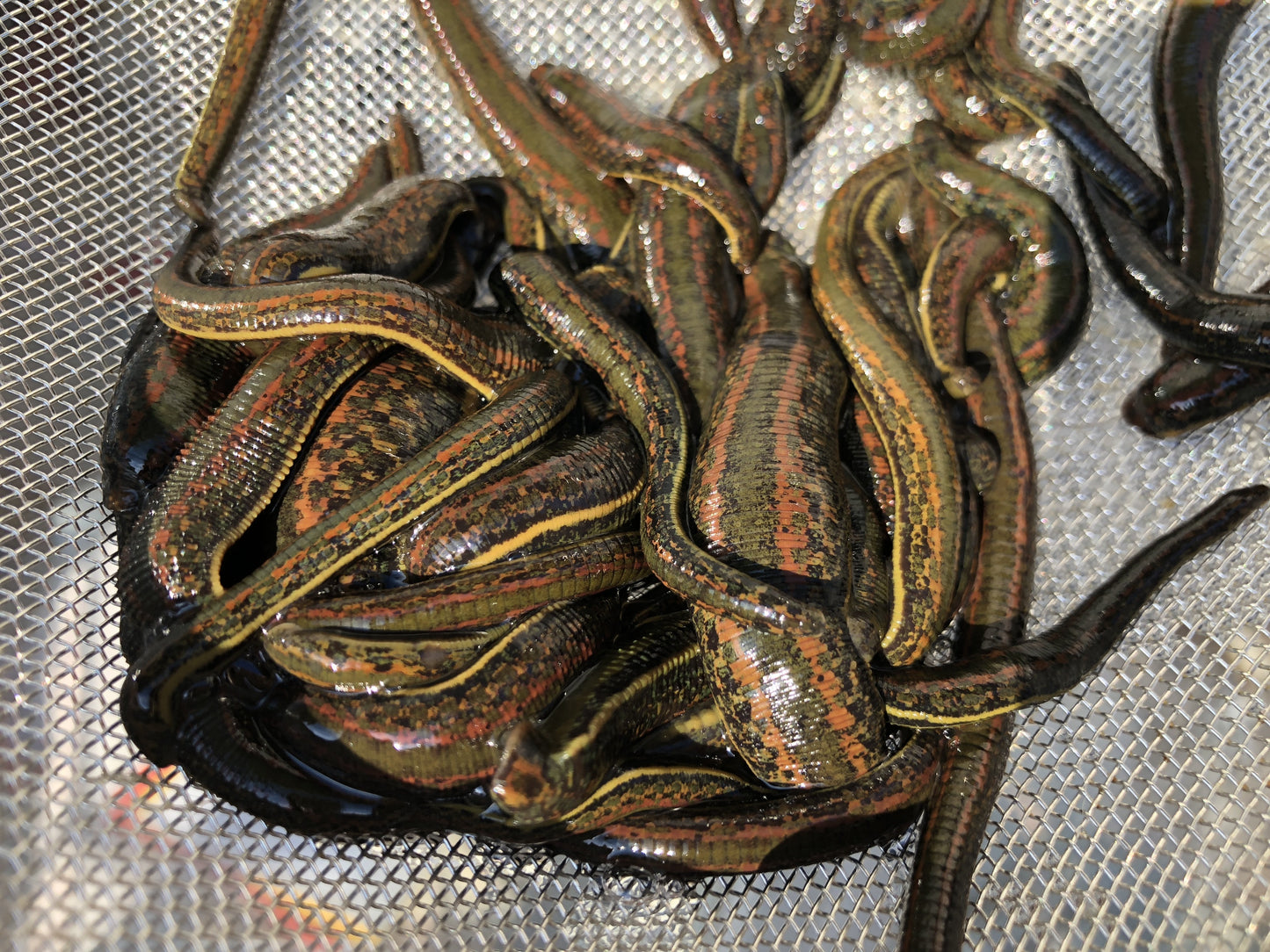 Buy 90 Sterile Leeches