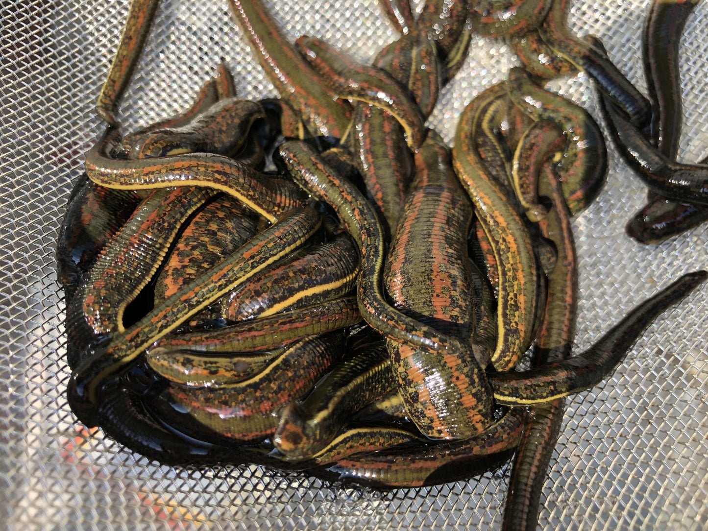 90 Leeches Hirudo Medicinalis