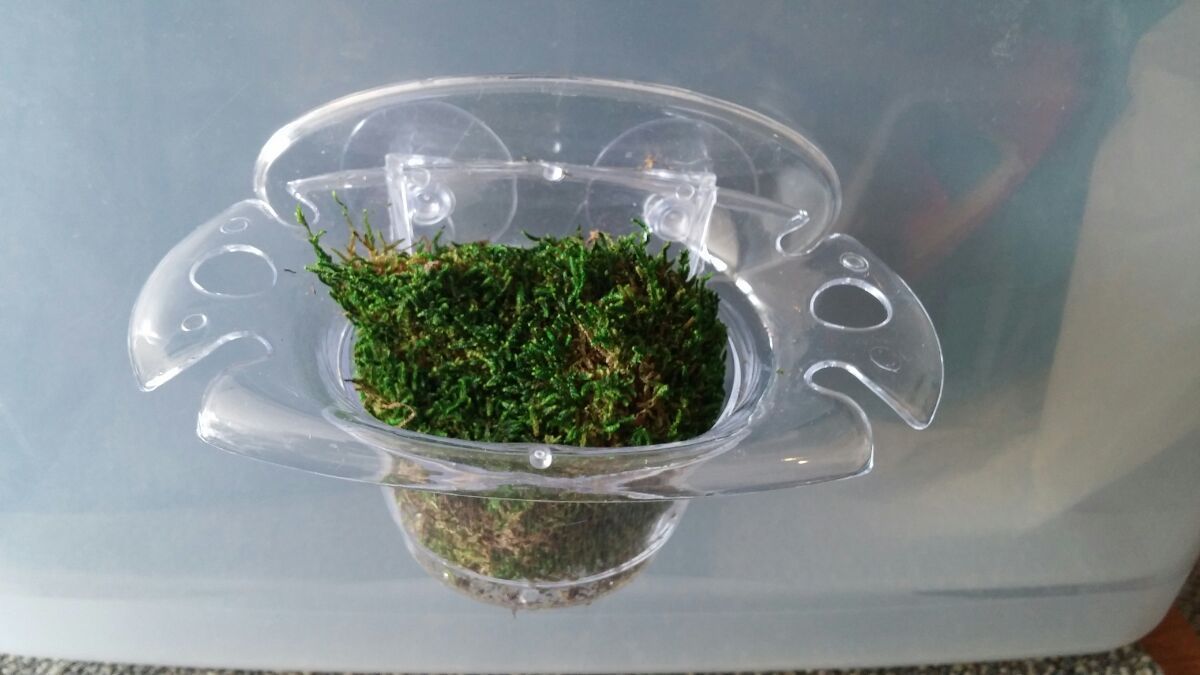 Bed For Pregnant Leeches