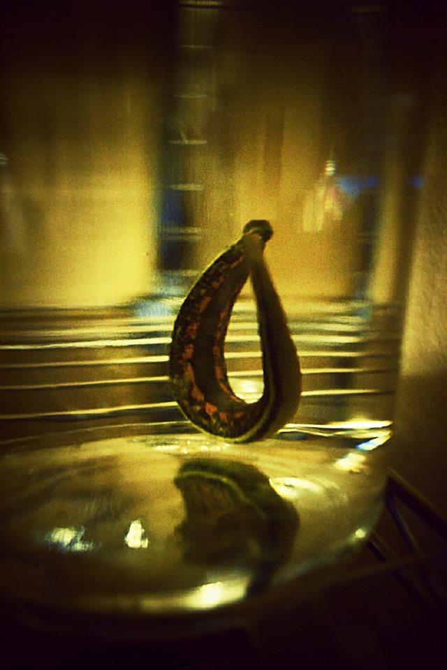 Hirudo Leech Adult for Mating