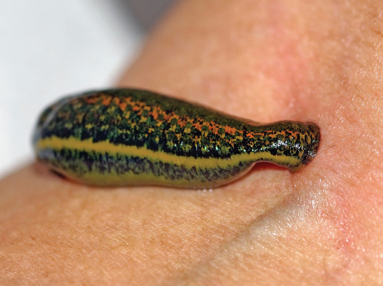 1 Leech Hirudo Medicinalis