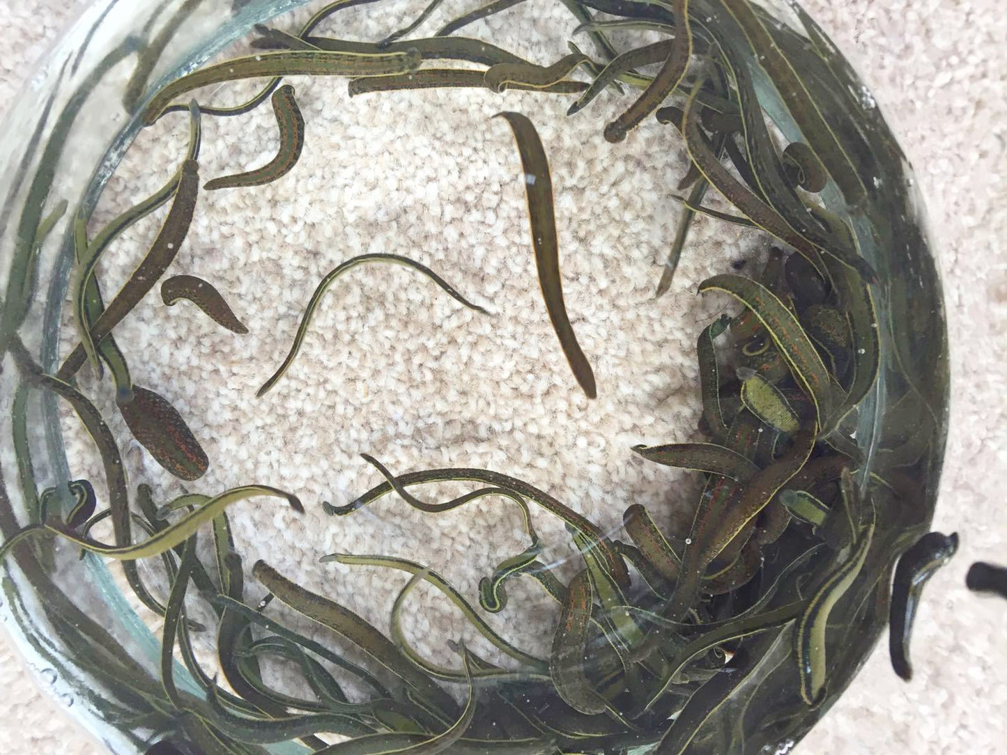 70 Hirudo Medicinalis Leeches