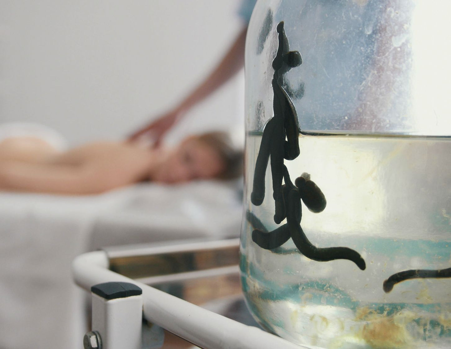 16 Hirudo Medicinalis Leeches