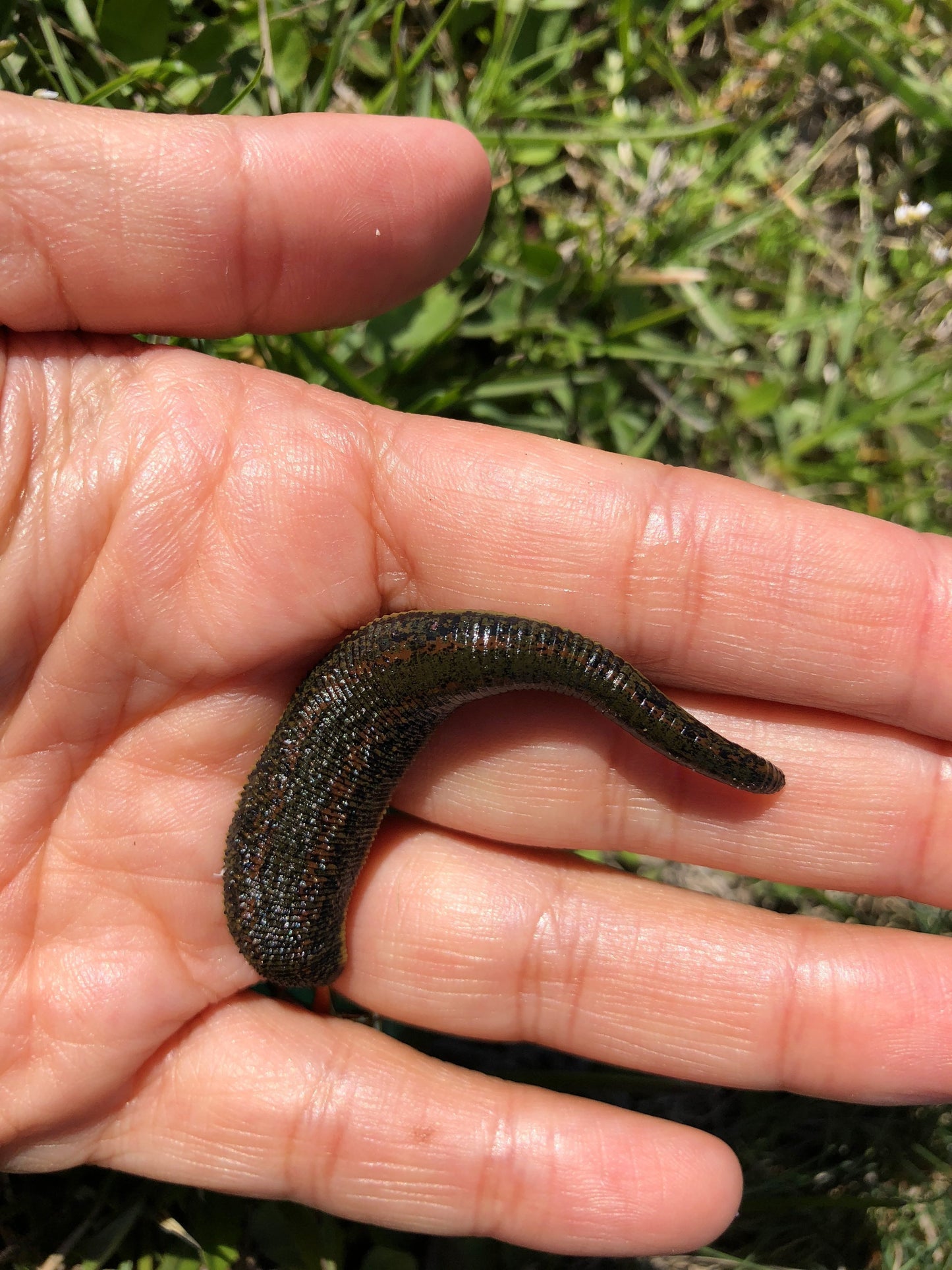 Canadian Wild Leech