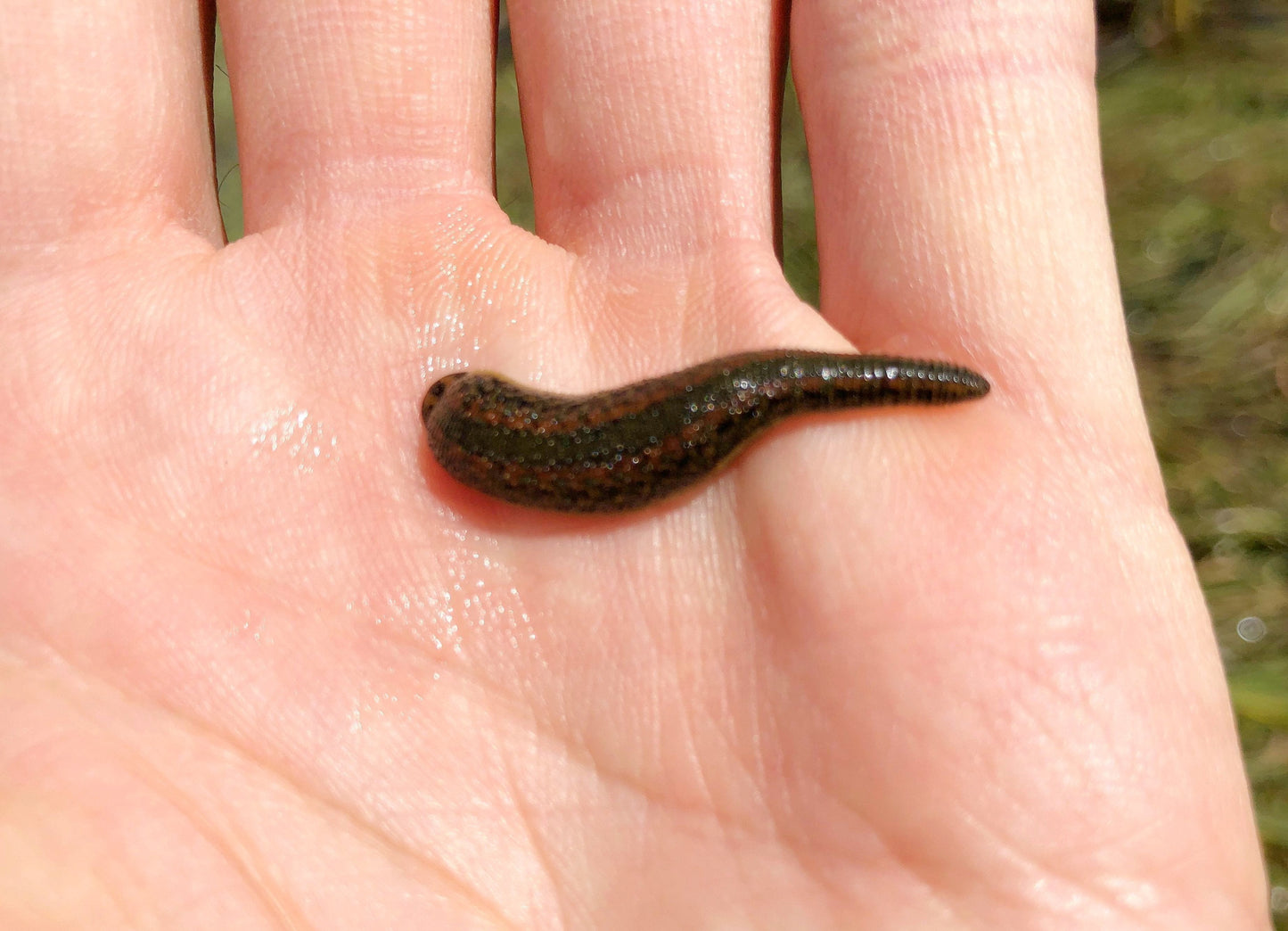 Leech Hirudo Medicinalis Medium Size USA