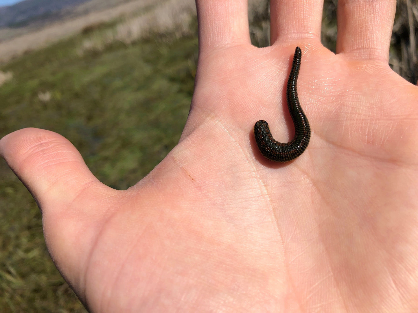 Small Medical Leech