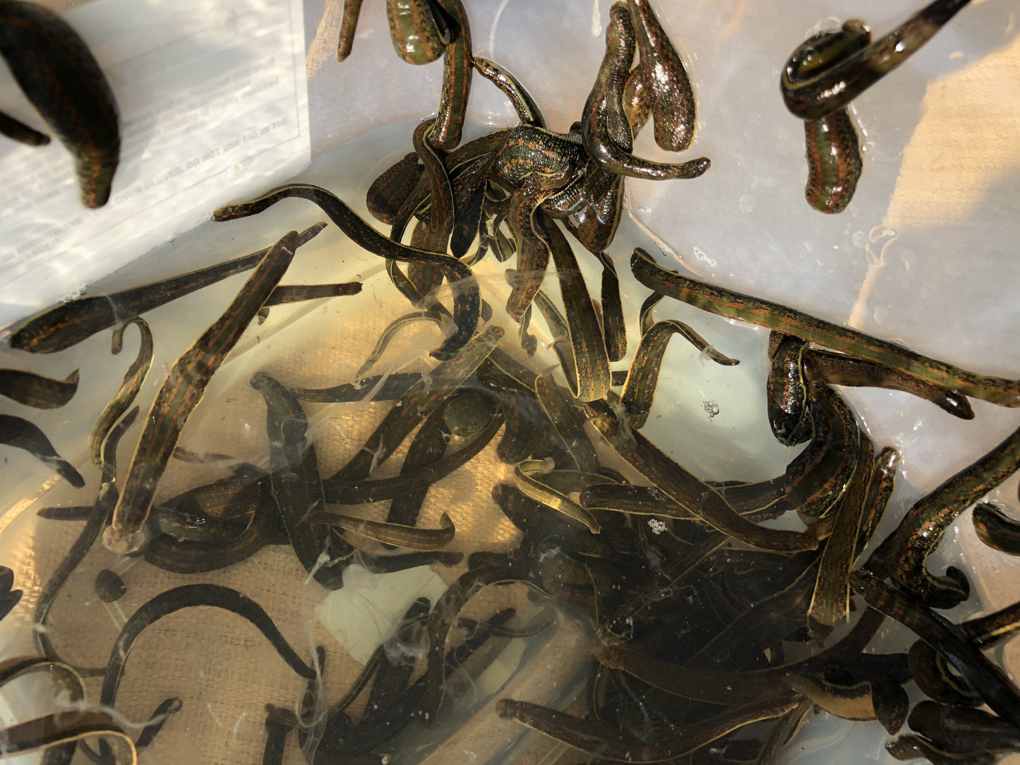 270 Leeches Hirudo Verbana in UK