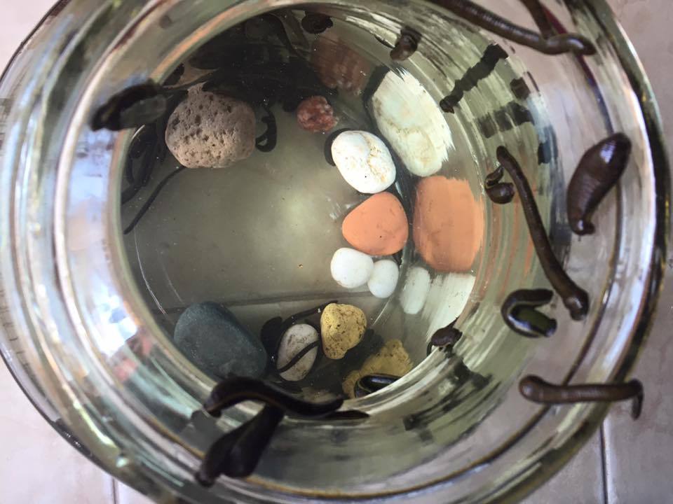 30 Hirudo Medicinalis Small Leeches