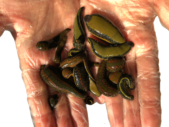 19 Leeches for Hirudotherapy Special Sale