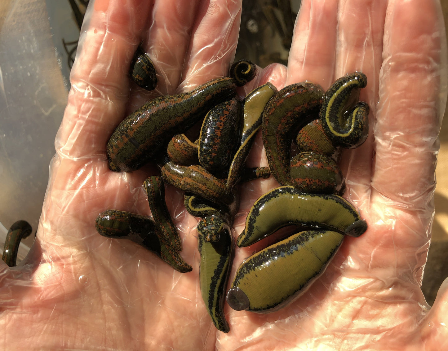 Hirudo Verbana Leeches 19