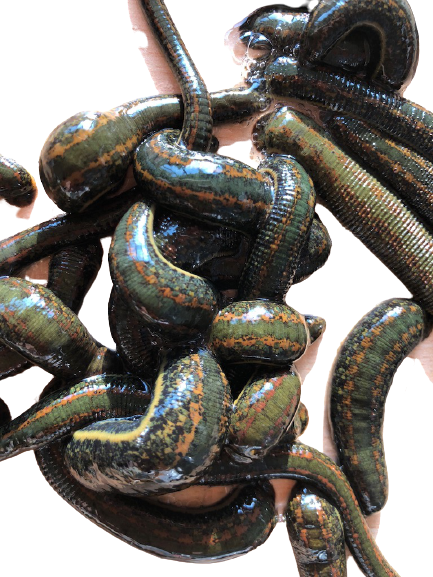 23 Jumbo Bloodsucking Leeches