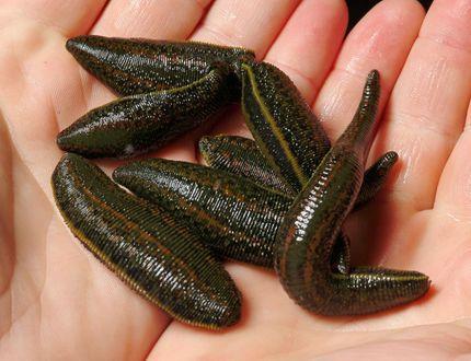 7 Hirudo Medicinalis Leeches Mix Size