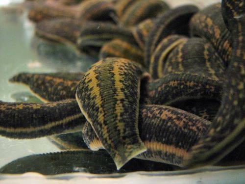 Fed Leeches for Bait