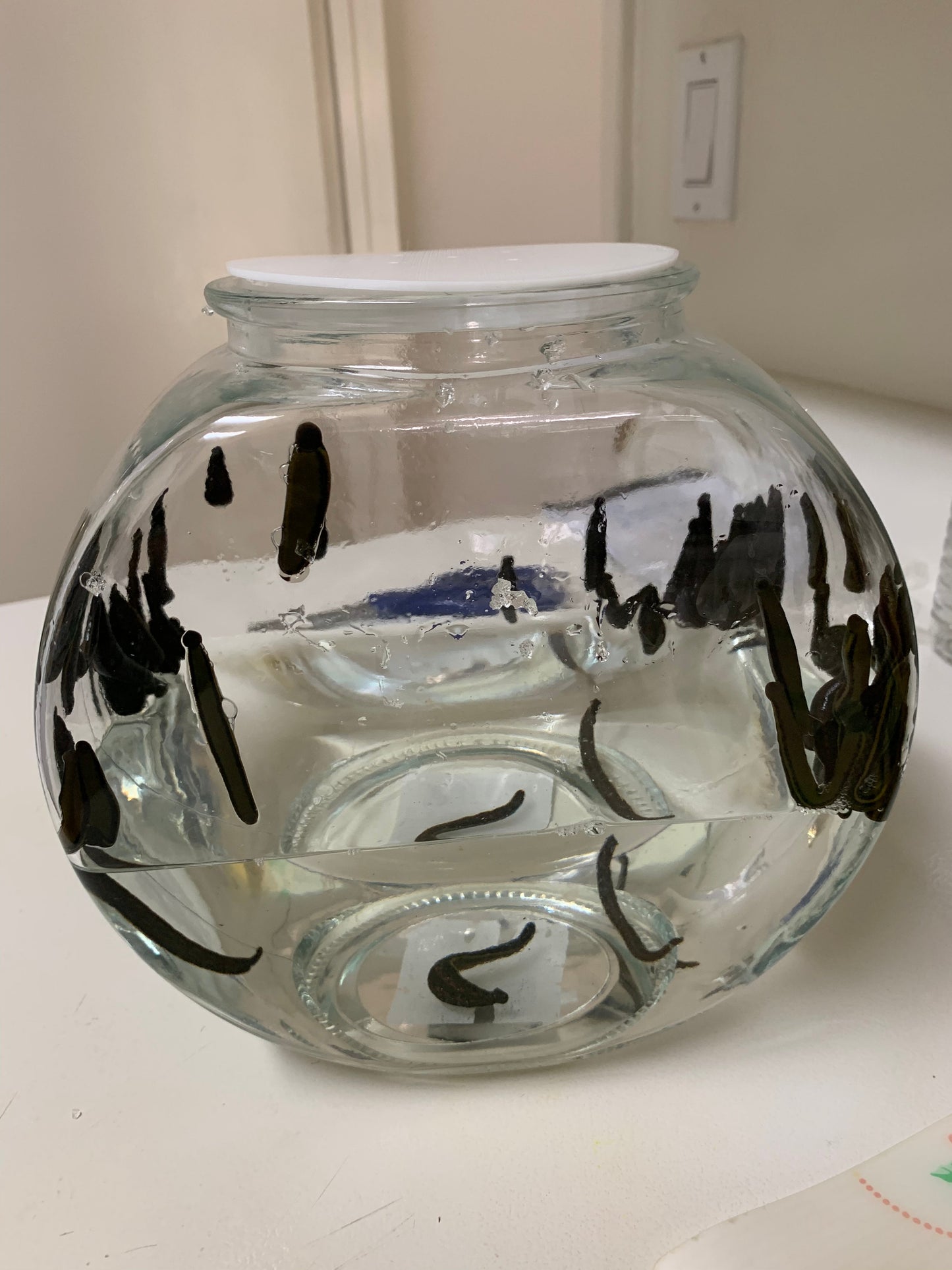 19 Leeches for Hirudotherapy Special Sale