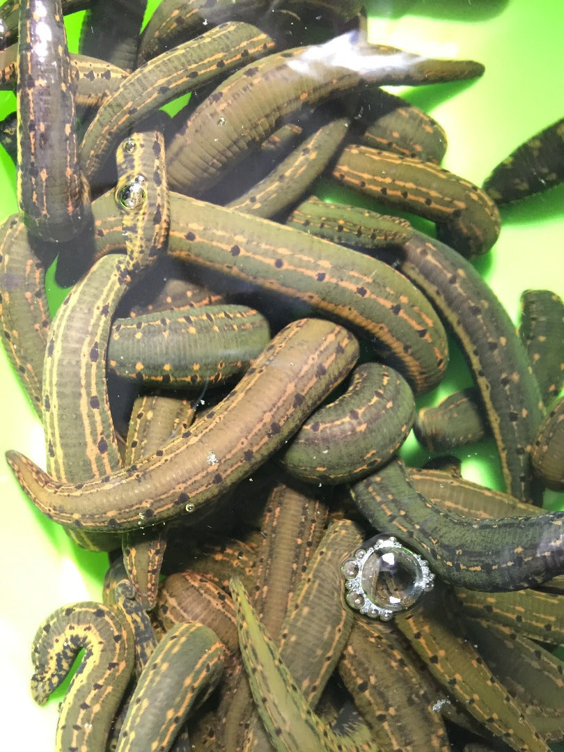 145 Leeches Hirudo Orientalis