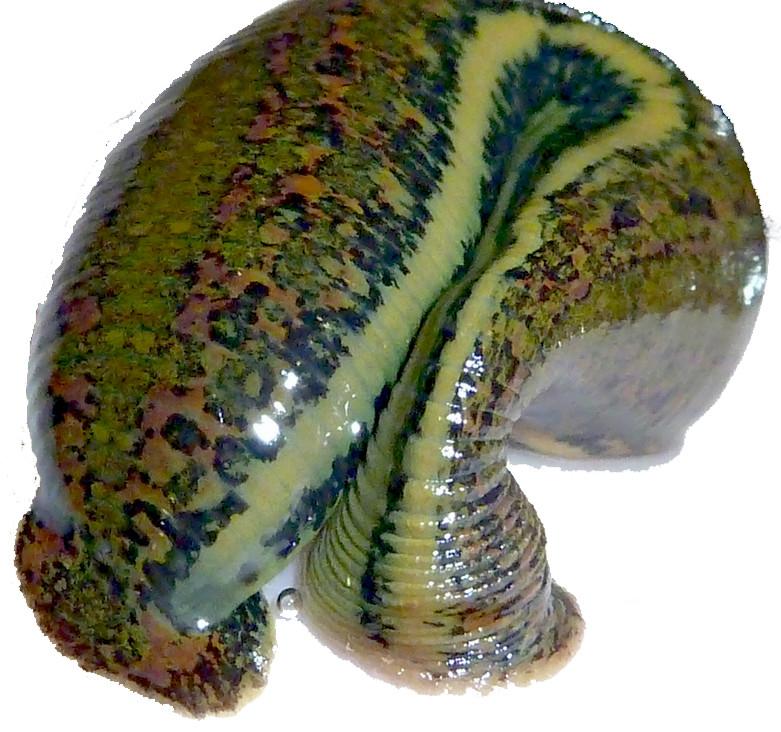 Fed Leech United Kingdom