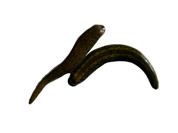 2 Hirudo Medicinalis Leeches