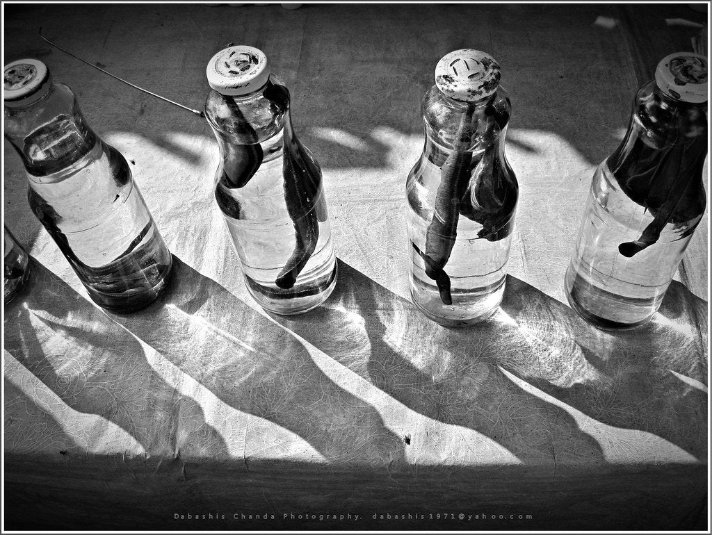 80 Medicinal Leeches Hirudo Verbana