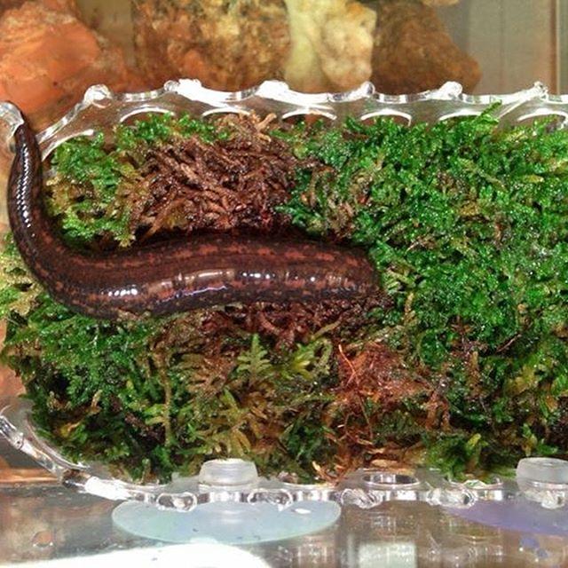 Hirudo Verbana Pregnant Leech
