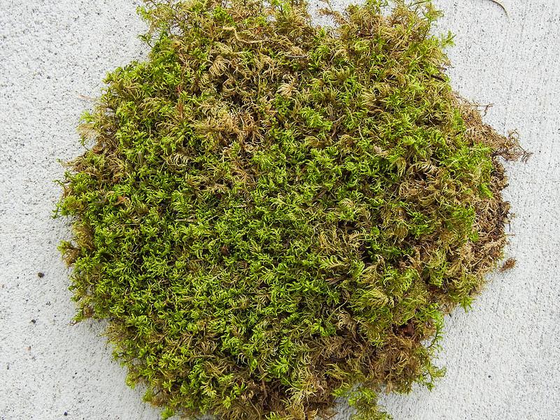 Green Moss for Leeches