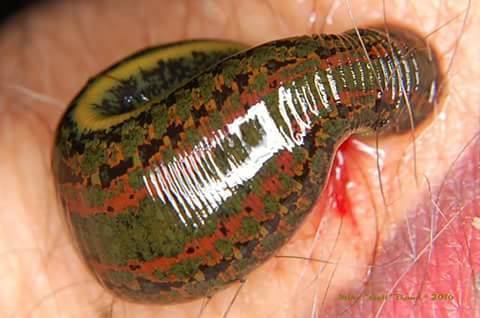 Hungarian Blood Sucking Vampire Leech