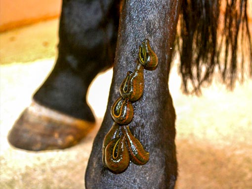 100 Hirudo Leeches for Animals