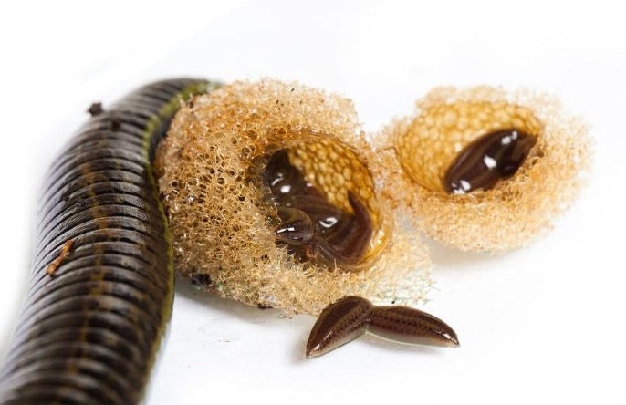 Buy 6 Leeches in USA