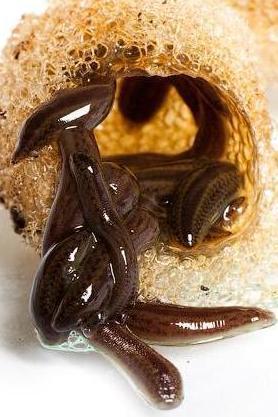 Baby Leeches Pack of: 18