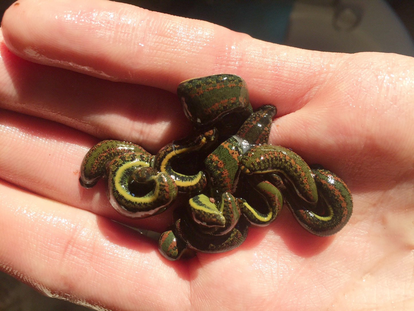 9 Hirudo Medicinalis Leeches Small Size