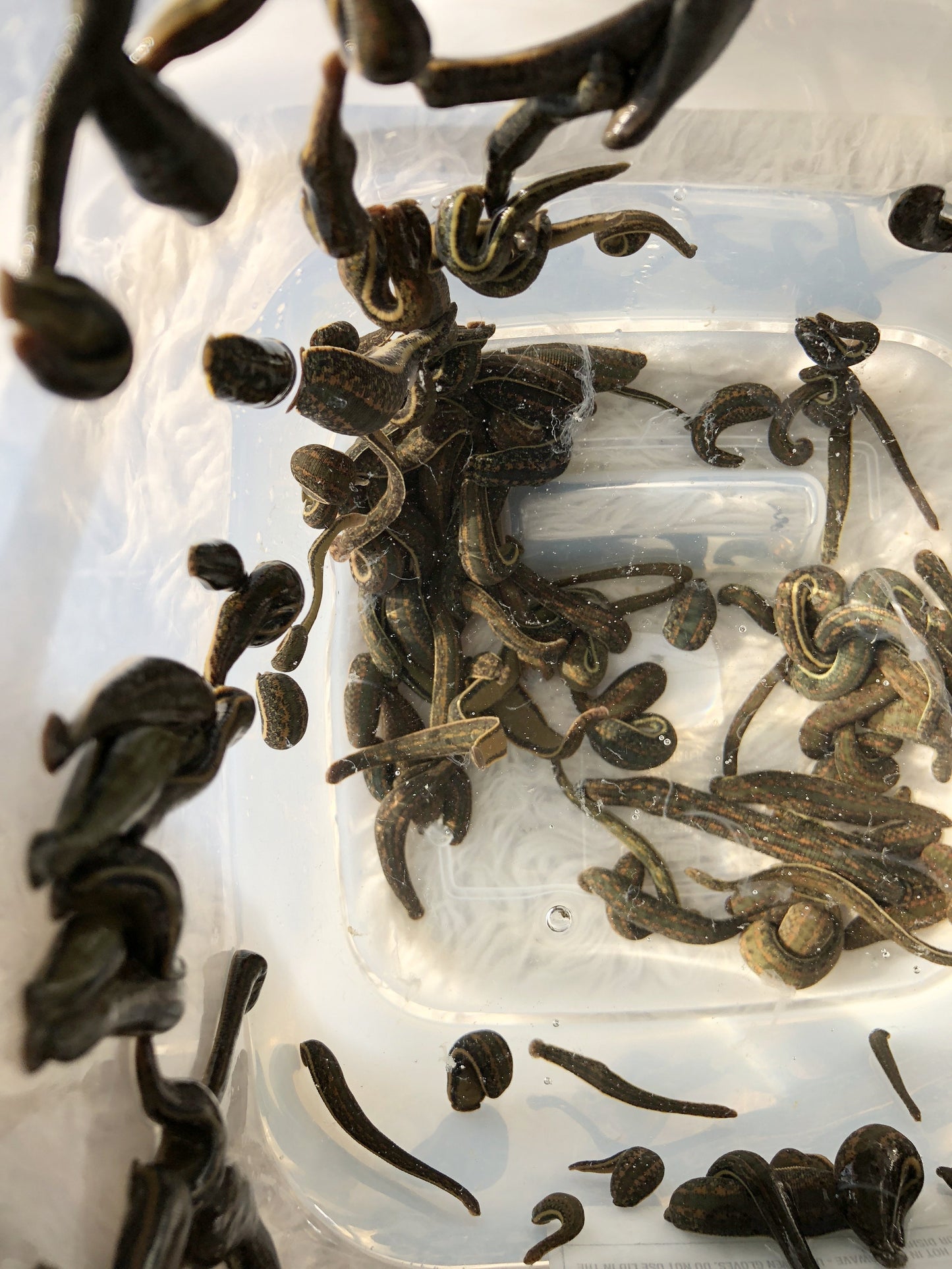 160 Medical Leeches of Europe