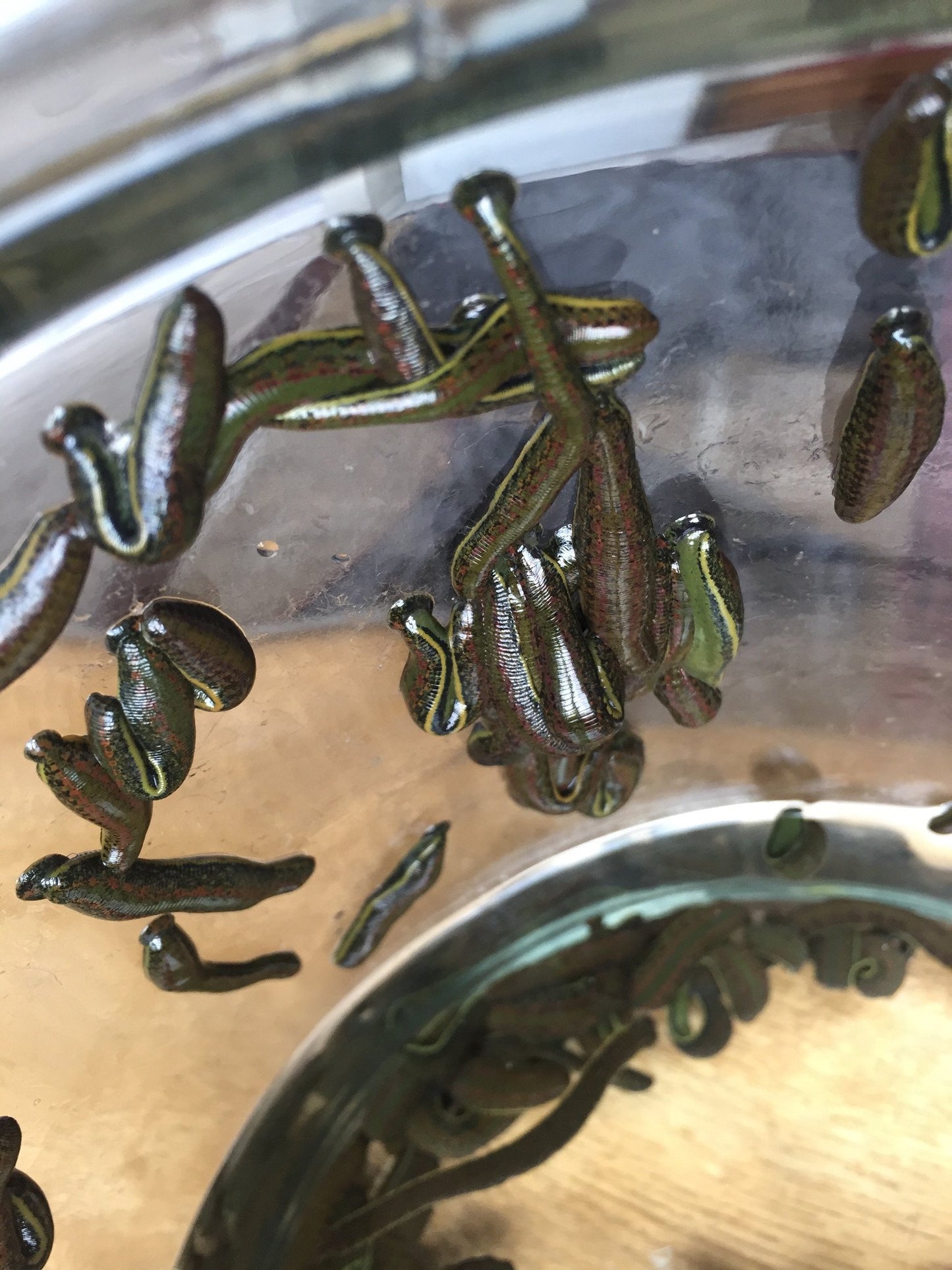 120 Hirudotherapy Leeches