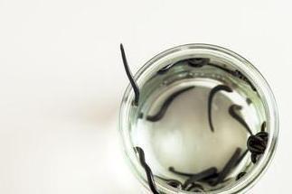 18 Hirudo Leeches (COSMETIC)