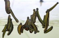 Hirudo Orientalis Leeches 19 Medium Size